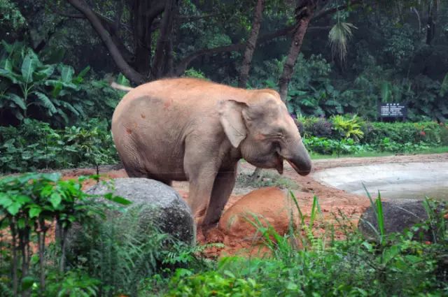 广州长隆野生动物园吃东西攻略,广州长隆野生动物园吃喝攻略