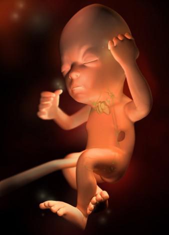 孕宝生长图,胎宝宝3d立体动画