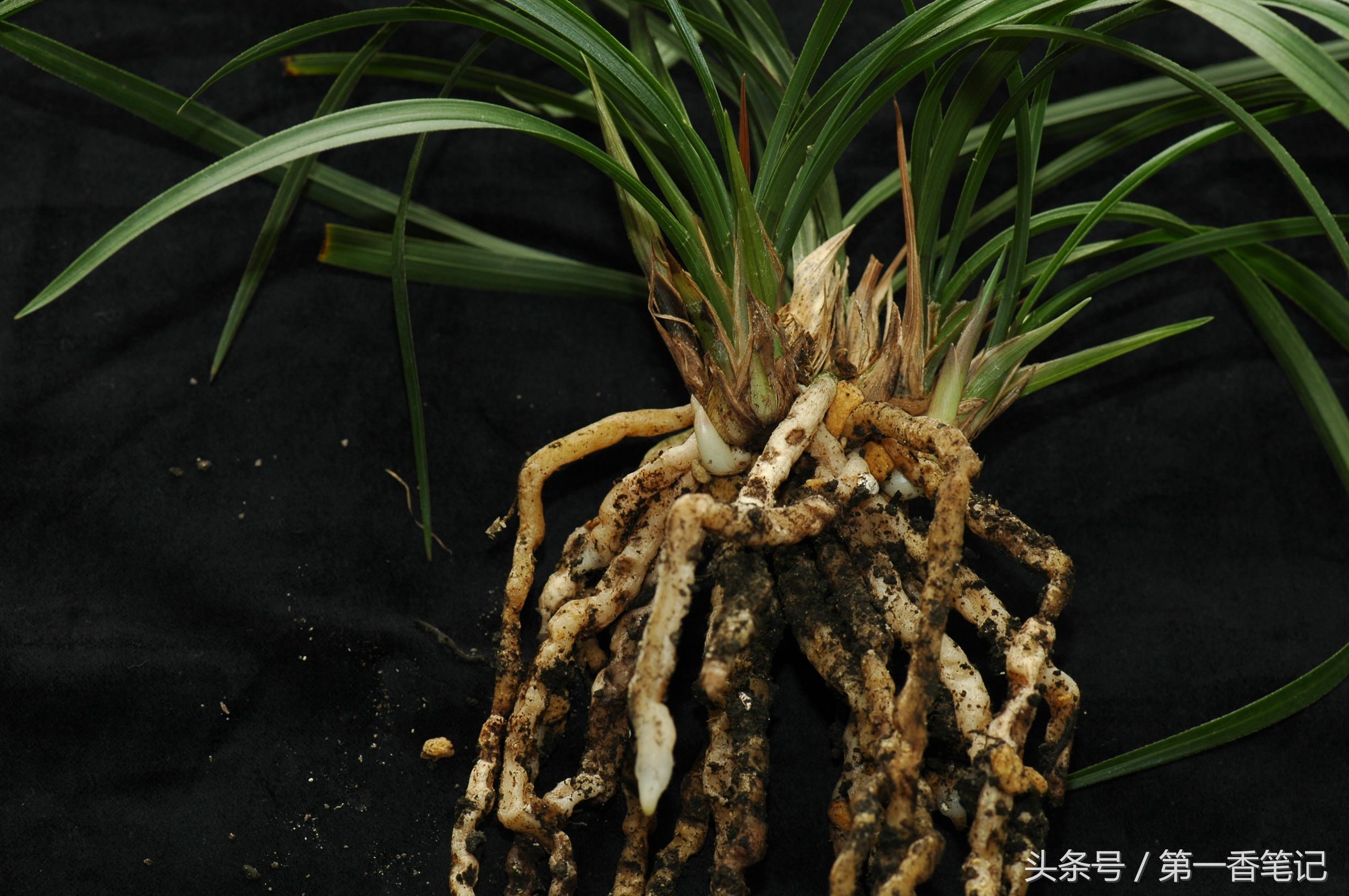 「养兰实战经验」新昌兰花泥的使用结果