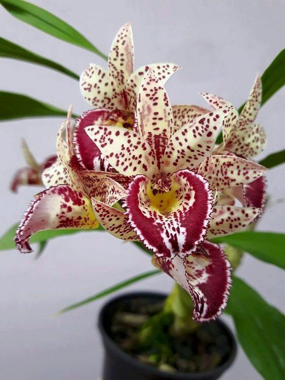 兰花寓意坚强象征着高洁傲骨之风,兰花代表怎样的高洁品质