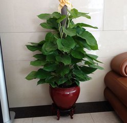 小叶绿萝是什么样,小叶绿萝变大叶绿萝过程