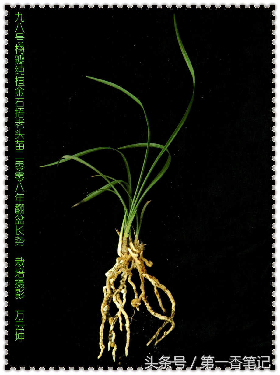 植金石与赤玉土养兰哪个好,珍珠岩和植金石哪个适合养兰