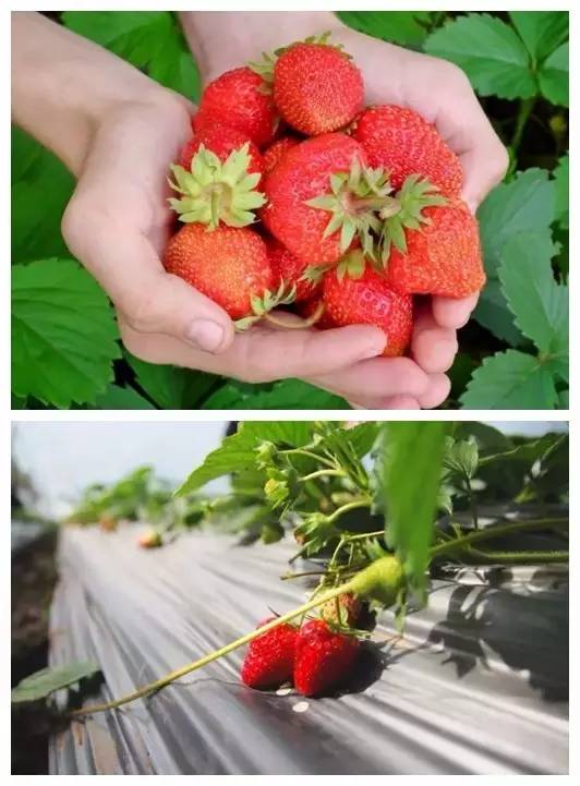 踏青采草莓的方法,春游草莓园
