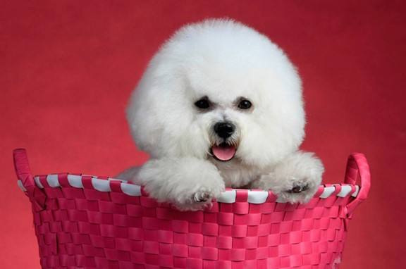 小型犬比熊泰迪宠物,中型犬比熊灰色