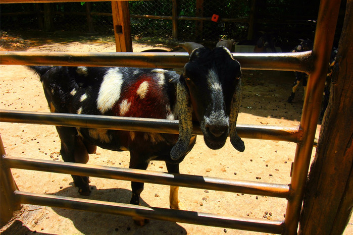 带着寻宝记游遍祖国大好河山,带着挖机去海边度假