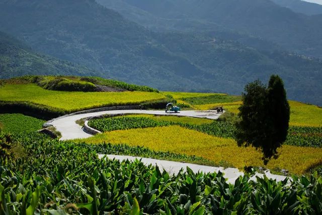 风吹稻浪黄金灿原创,风吹稻田金灿灿原文