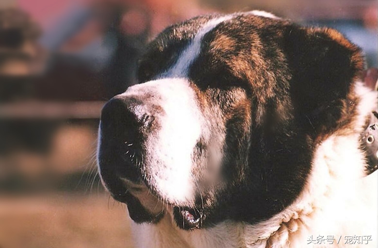 游牧战神无所畏惧——中亚牧羊犬的王道精神