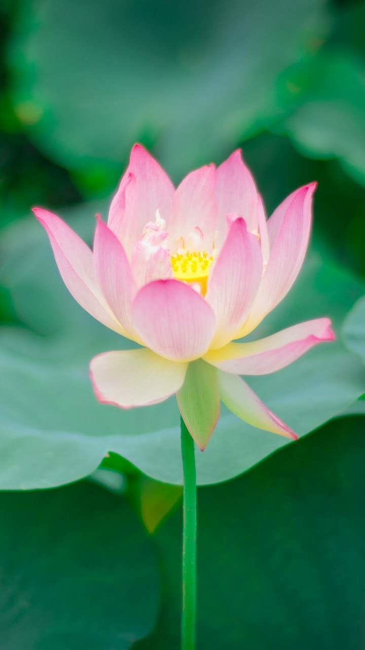 微商沟通新手必备技巧,微商如何跟顾客沟通技巧