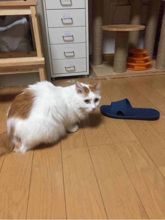 iphonexfaceid用不了了,iphonexfaceid不可用