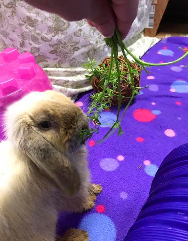 兔子的下牙齿长歪怎么办,兔子下牙长歪了怎么办