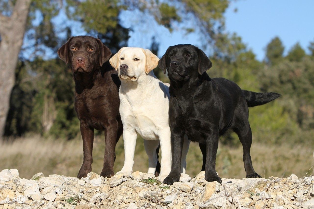 拉布拉多寻回犬品种介绍,拉布拉多犬品种大全带图