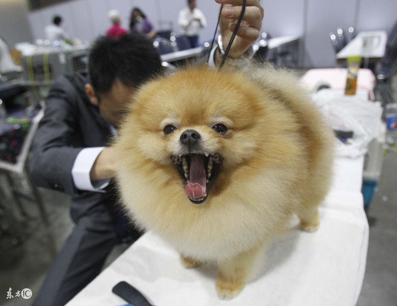 博美宠物狗的名字大全集,世界名犬品种大全小型犬