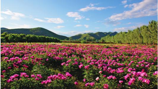 京郊采摘,秋天京郊采摘好去处