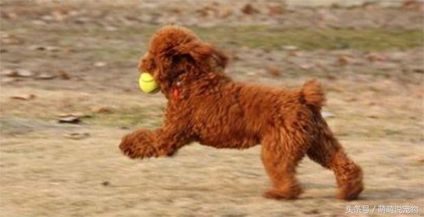 宠物狗瘸了,宠物狗泰迪为啥没胡子