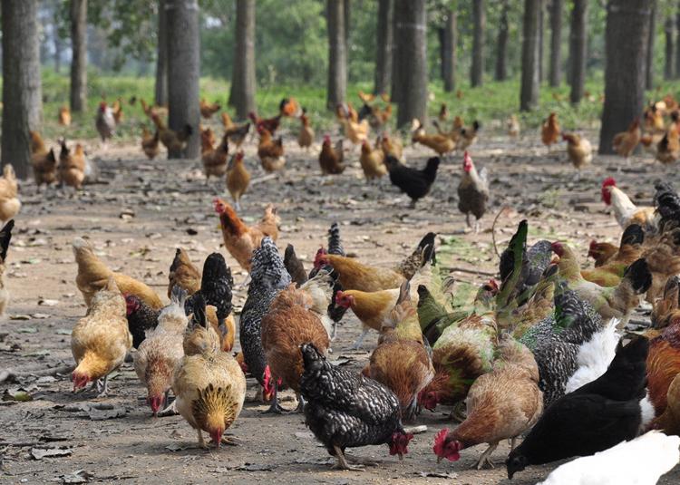 有些人为什么慎用鸡内金,鸡内金到底有多可怕