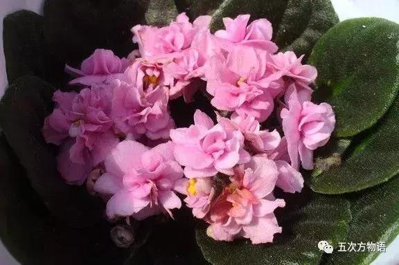 正宗的紫罗兰什么样,如何客观看待紫罗兰