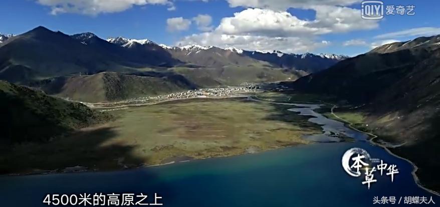 冬虫夏草？灵芝？枸杞？续断？《本草中华：相传》感受深情与传承