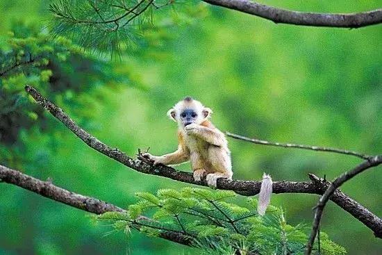 秦岭深处,秦岭深处有人家