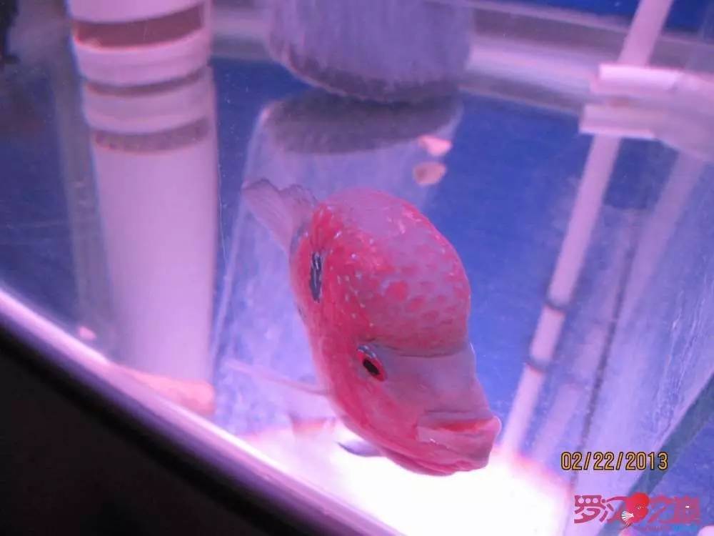 慢性肠炎的症状表现及治疗方法,慢性肠炎用中医还是西医治疗好