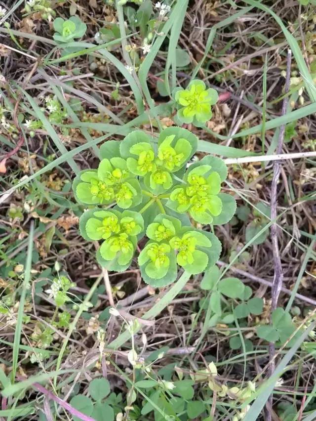 福利春季晒花大赛开始投票啦，价值万元好礼等你来拿！（后附石象湖门票中奖名单）