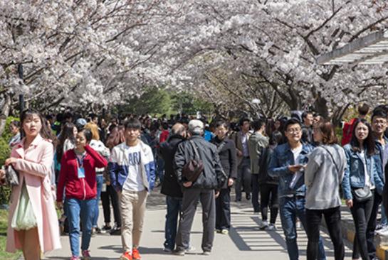 西安高新二路最美樱花盛放,最美赏花季