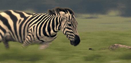 昨晚意甲扎堆爆冷！今日看点：国际足联金球奖+派系关系更新