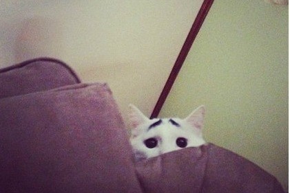 一只长眉毛的猫咪,一只八字眉的猫