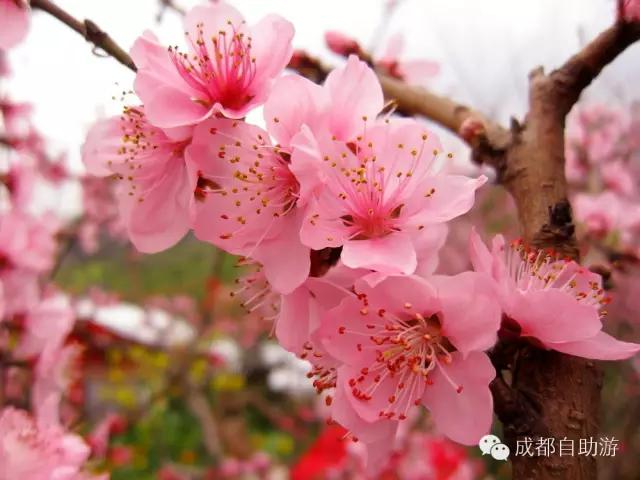 2022成都周边赏花,成都周边游赏花最佳景点