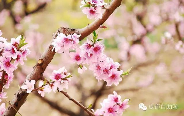 2022成都周边赏花,成都周边游赏花最佳景点