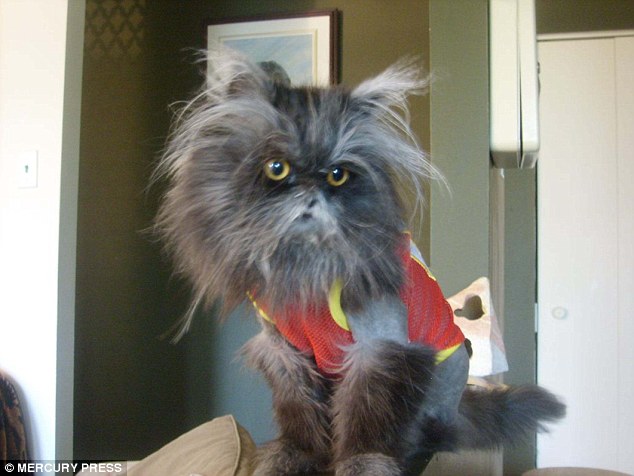 一只患有“狼人综合症”的猫，脸上总是不停的长毛出来