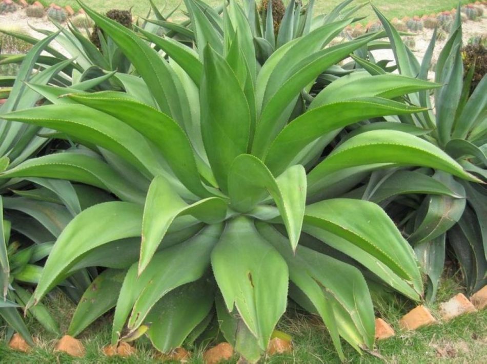 适合水培的花卉有什么,适合水培的花卉有哪些