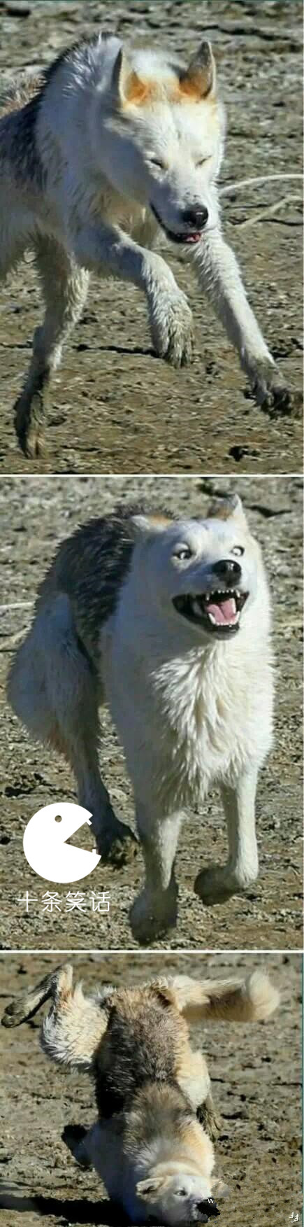 国足出线歇后语,国足出局搞笑视频