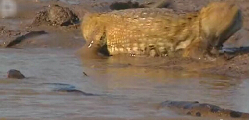 亚马逊河十大恐怖动物森蚺,巨型森蚺和巨型鳄鱼谁厉害
