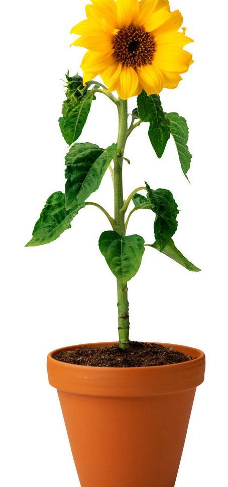 盆栽向日葵花蕾期怎样打杈请示范,手工编织钩针向日葵盆栽视频教程