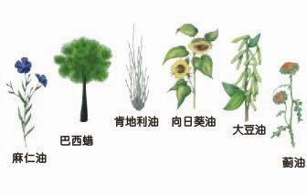 木蜡油的实木家具真的环保吗,家具木蜡油有各种颜色的环保吗