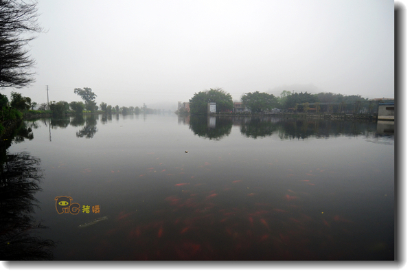 十二道锋味谢霆锋潮汕牛肉,十二道锋味隆苑咖啡谢霆锋