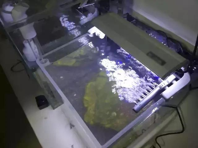 开缸的日记,开缸日记小鱼缸