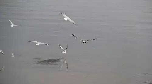 美在自然之中,美丽的嫩江湾美景图