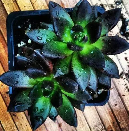 没时间出去玩养多肉,外出旅游多肉怎么办