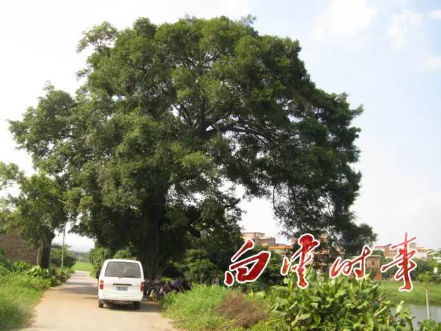 白云有几个村分别叫什么,广州白云有哪些村