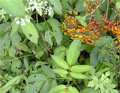 农村地里治风湿的野草图片及功效,治风湿最好的一种草
