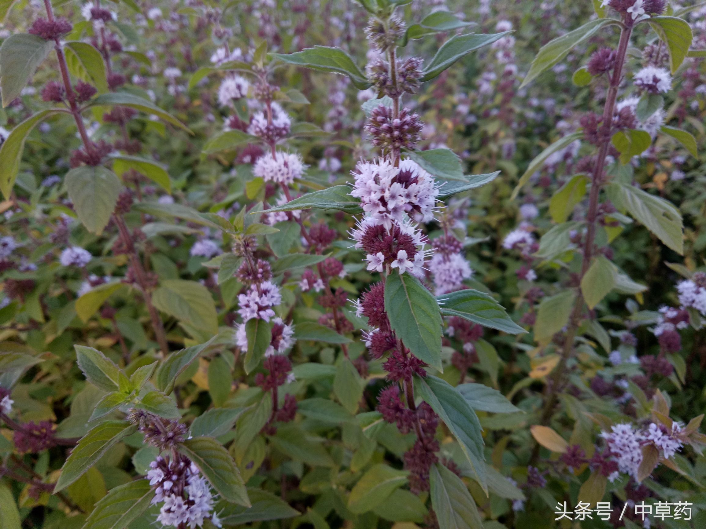原来薄荷还有这样的用途,日常使用薄荷的好处都有哪几种