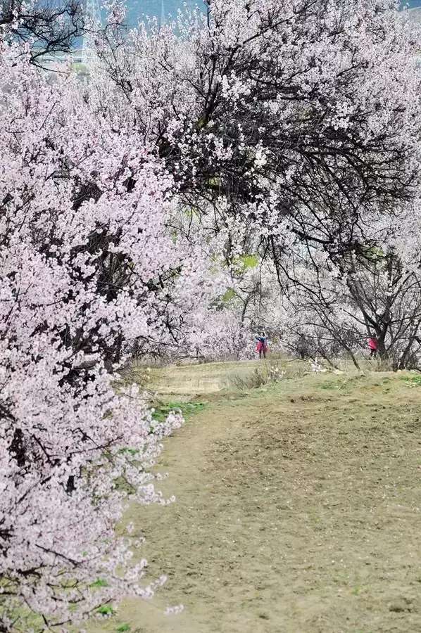 一封来自*藏西**的辞职信