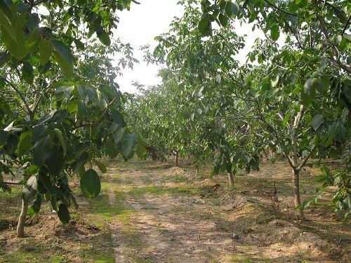 陕西黄龙县核桃之乡,中国千年古县核桃之乡