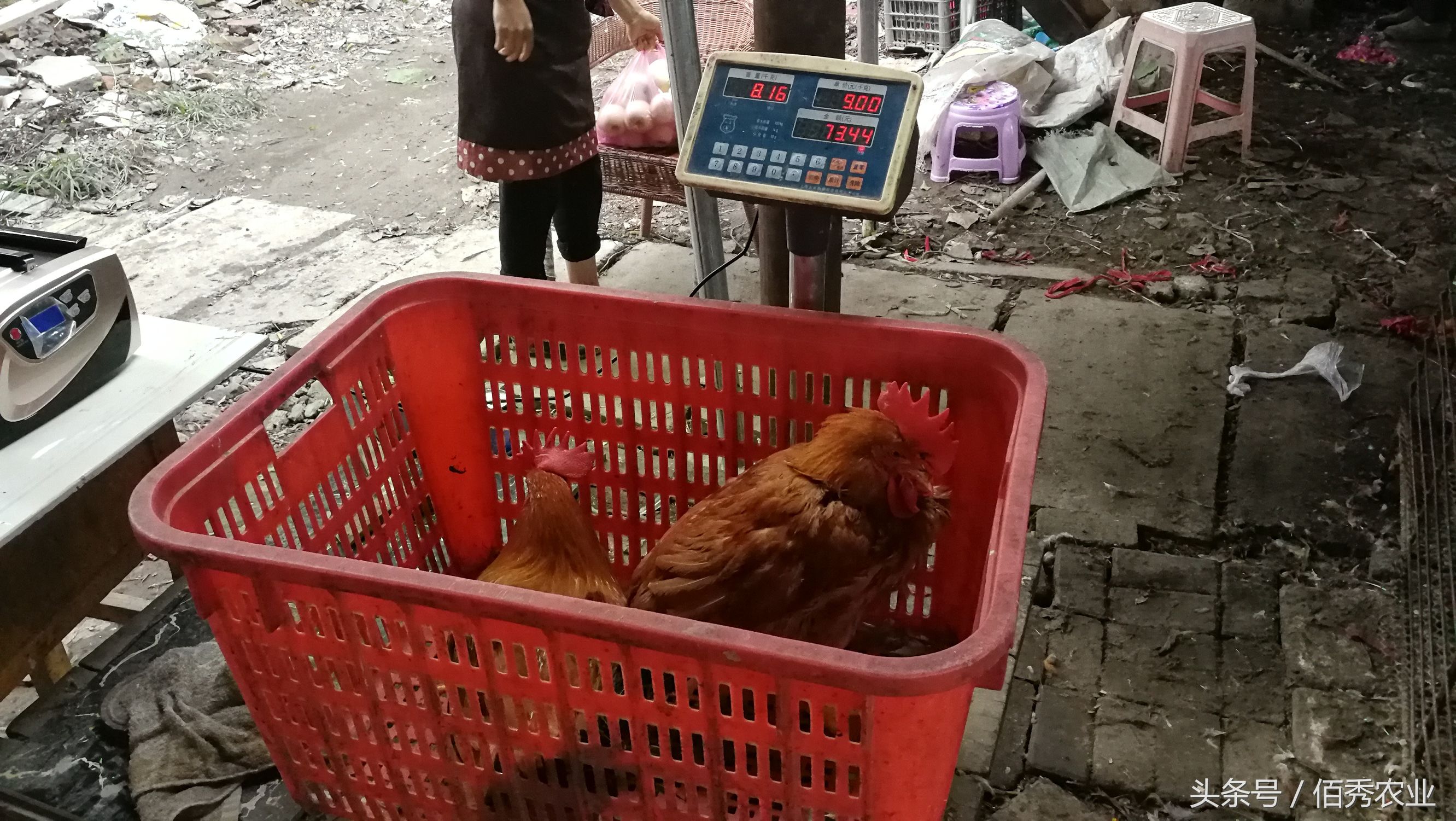 农村挣钱最快的小生意,农村最赚钱的小生意排行榜