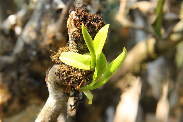 刮风寨古树普洱茶口感怎么样,帕沙古树普洱茶口感特点