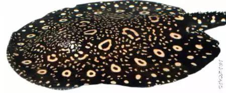 原生魟鱼,魟鱼原生态生活