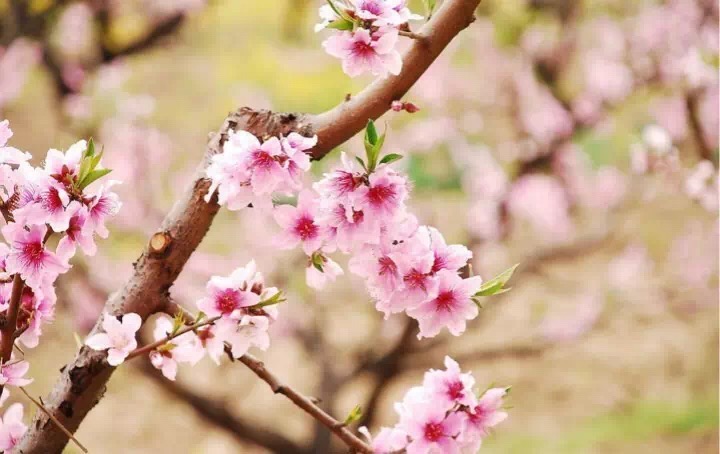 十里春风赏花季,你的朋友圈配词准备好了吗?