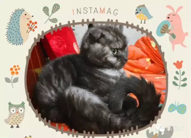 鎶樿姳鏈垫姌铦磋澏,鎶樿姳