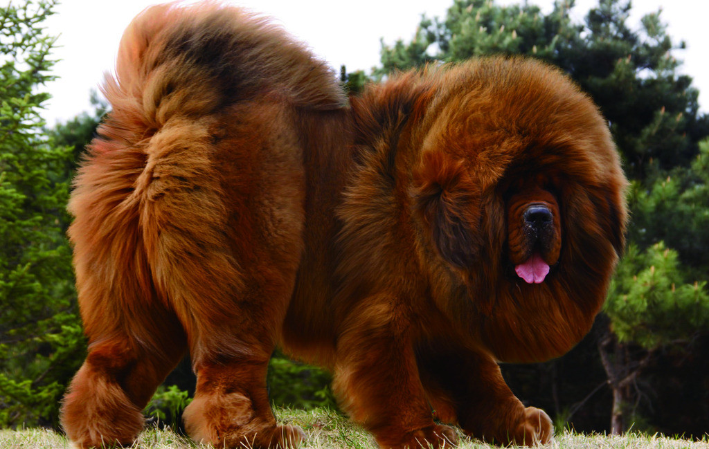 狗中之王，藏敖的选育